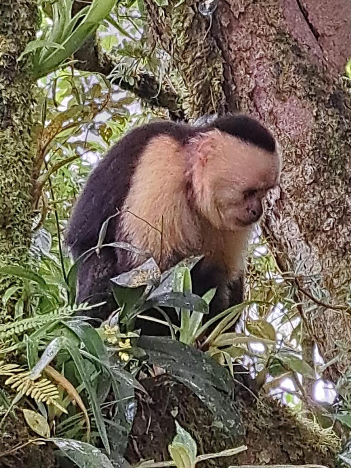 Monteverde Casa Mia, Near Main Attractions And Town! 외부 사진