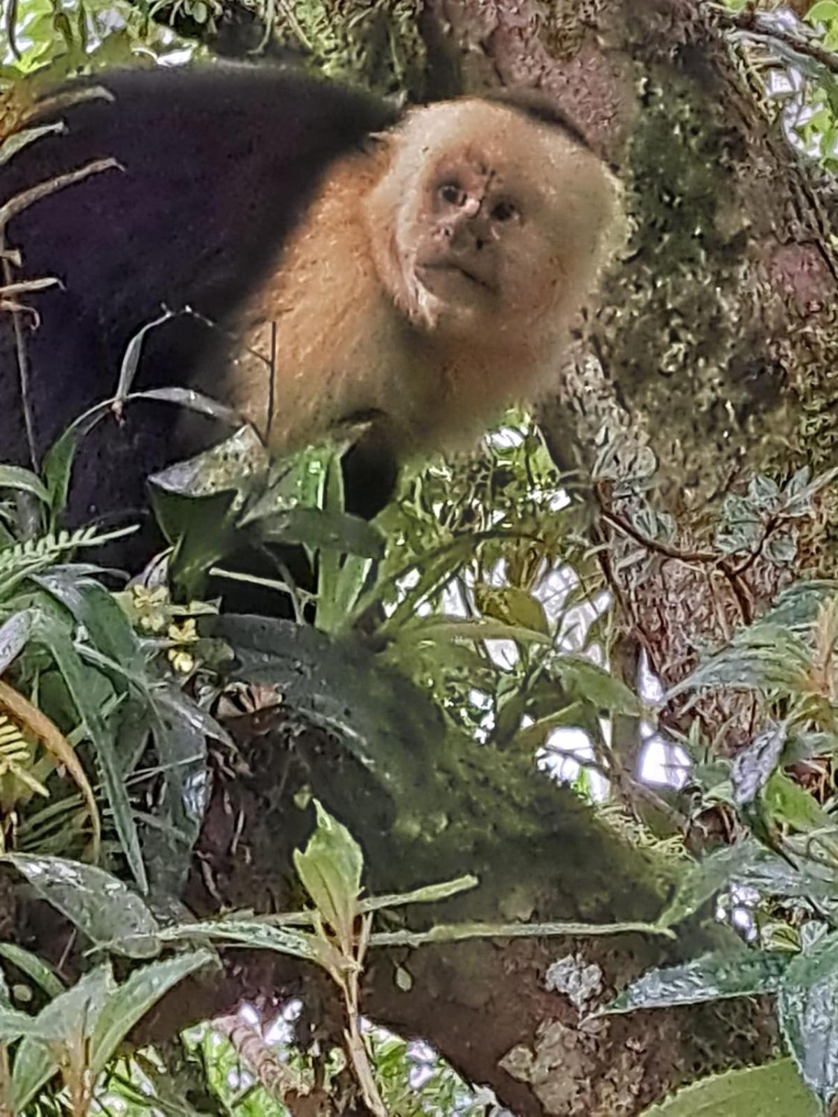 Monteverde Casa Mia, Near Main Attractions And Town! 외부 사진